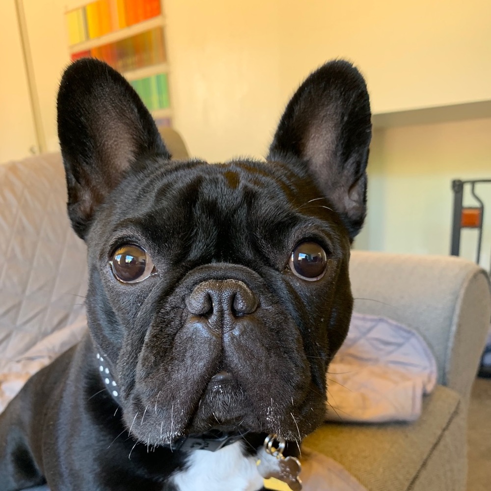 Meet your Posher, Patty